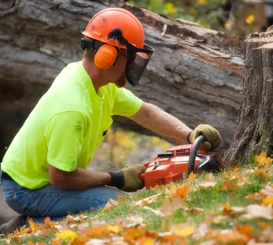 tree services Boone